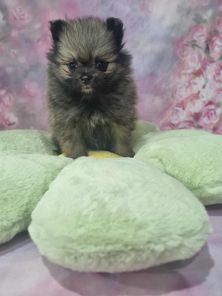 Des Dragons Maya - Chiots disponibles - Spitz allemand