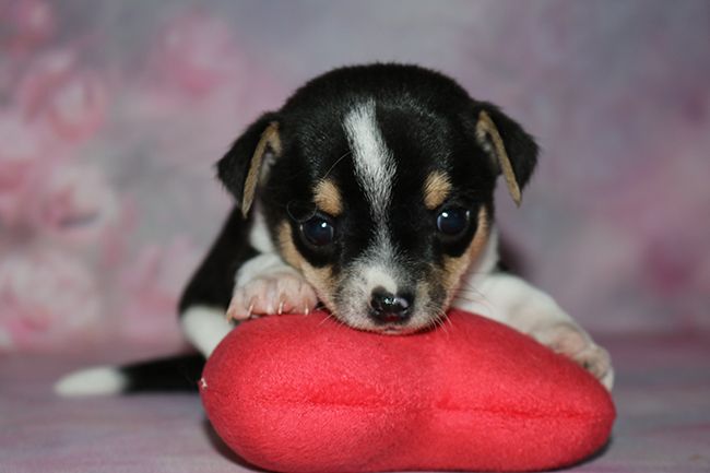 Des Dragons Maya - Chiots disponibles - Chihuahua