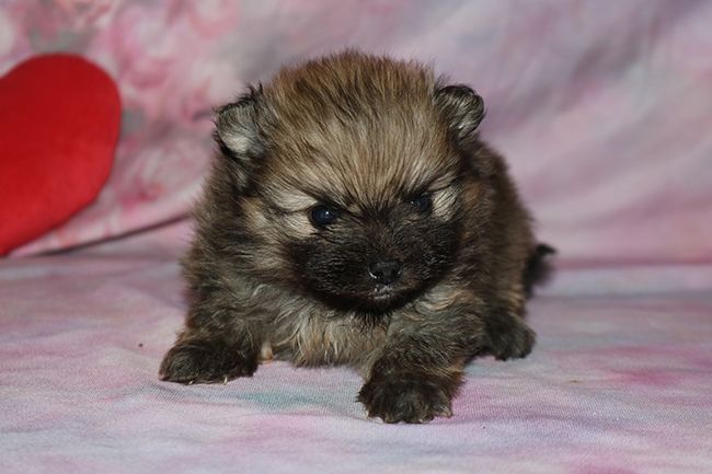 Chiot Spitz allemand Des Dragons Maya