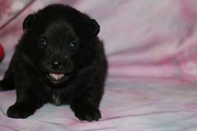 Des Dragons Maya - Chiots disponibles - Spitz allemand