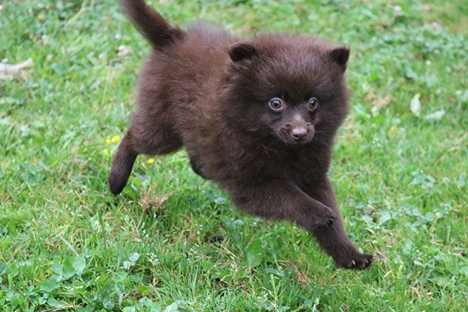 Chiot Spitz allemand Des Dragons Maya