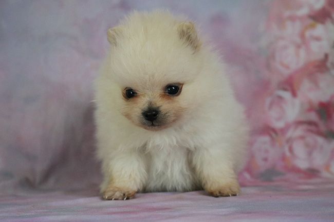 Des Dragons Maya - Chiots disponibles - Spitz allemand