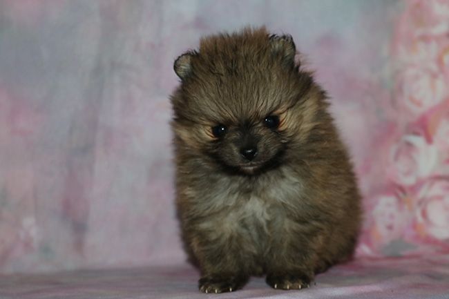 Des Dragons Maya - Chiots disponibles - Spitz allemand