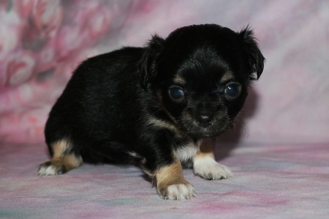 Des Dragons Maya - Chiots disponibles - Chihuahua