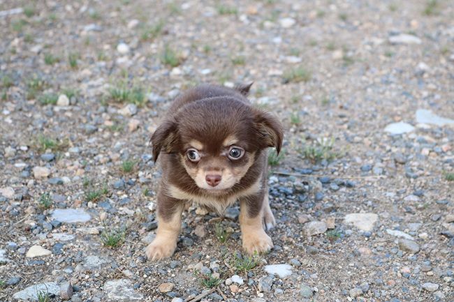 Des Dragons Maya - Chiots disponibles - Chihuahua