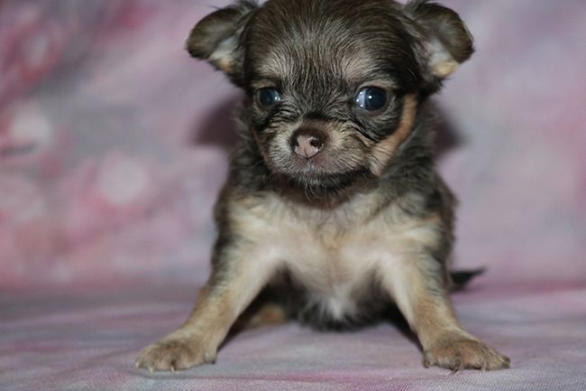 Des Dragons Maya - Chiots disponibles - Chihuahua