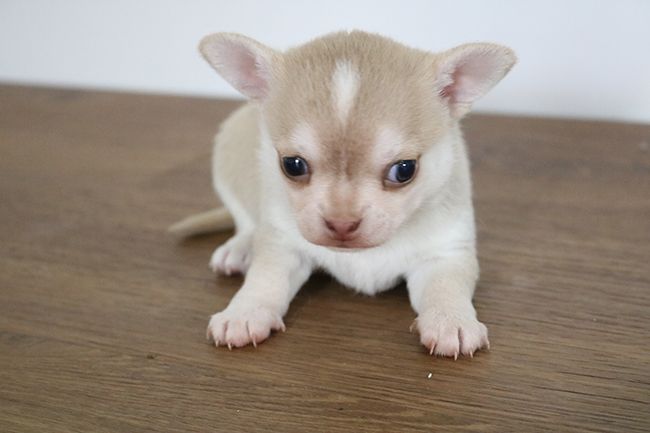 Des Dragons Maya - Chiots disponibles - Chihuahua