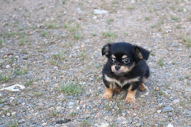 Des Dragons Maya - Chiots disponibles - Chihuahua