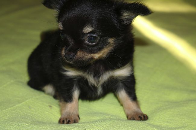 Chiot Chihuahua Des Dragons Maya