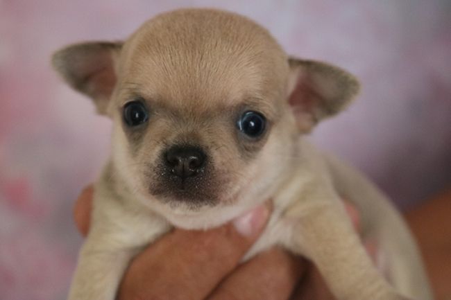 Des Dragons Maya - Chiots disponibles - Chihuahua