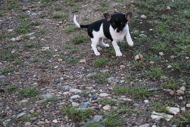 Des Dragons Maya - Chiots disponibles - Chihuahua