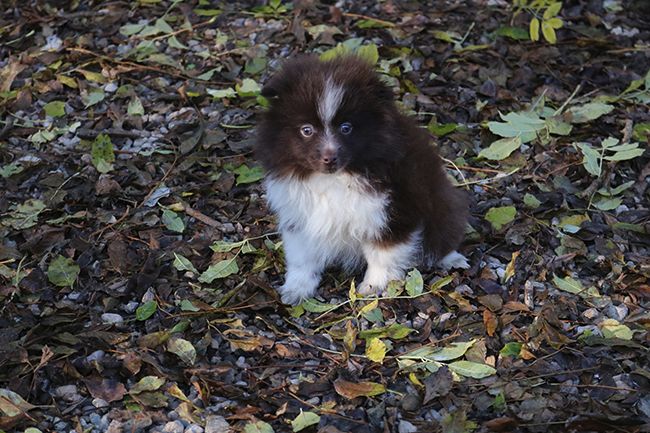 Chiot Spitz allemand Des Dragons Maya