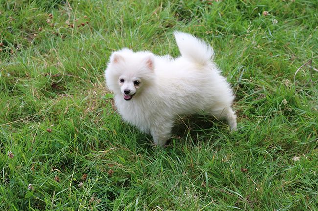 Chiot Spitz allemand Des Dragons Maya