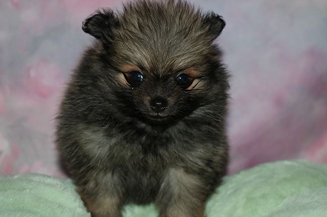 Des Dragons Maya - Chiots disponibles - Spitz allemand