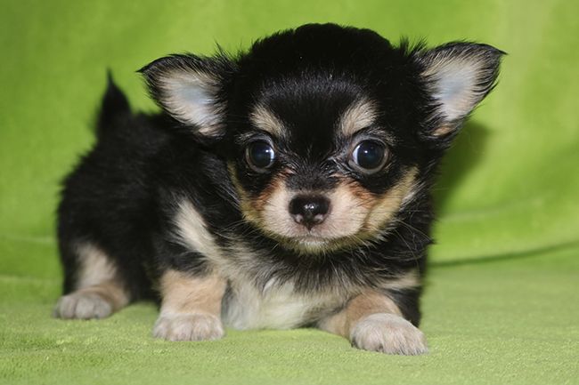 Chiot Chihuahua Des Dragons Maya