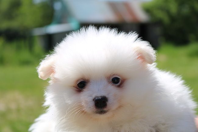 Des Dragons Maya - Chiots disponibles - Spitz allemand