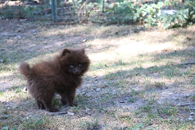 Chiot Spitz allemand Des Dragons Maya