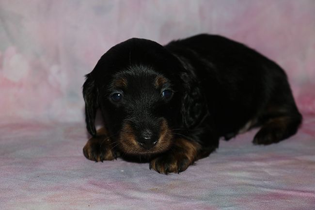 Des Dragons Maya - Chiots disponibles - Teckel poil long