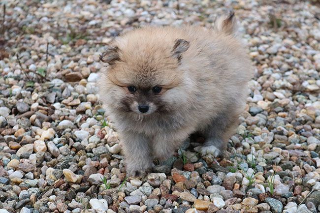 Chiot Spitz allemand Des Dragons Maya