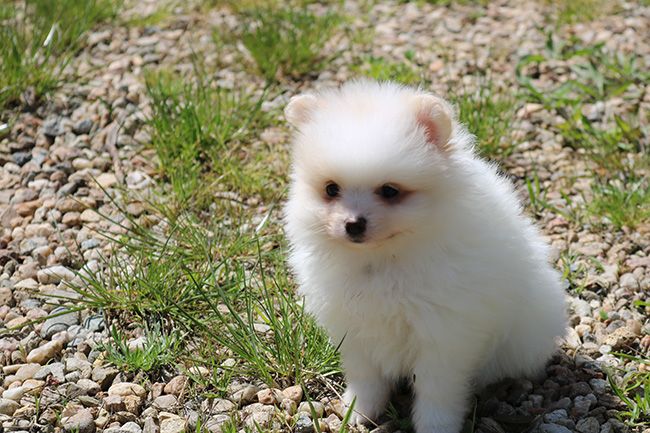 Des Dragons Maya - Chiots disponibles - Spitz allemand