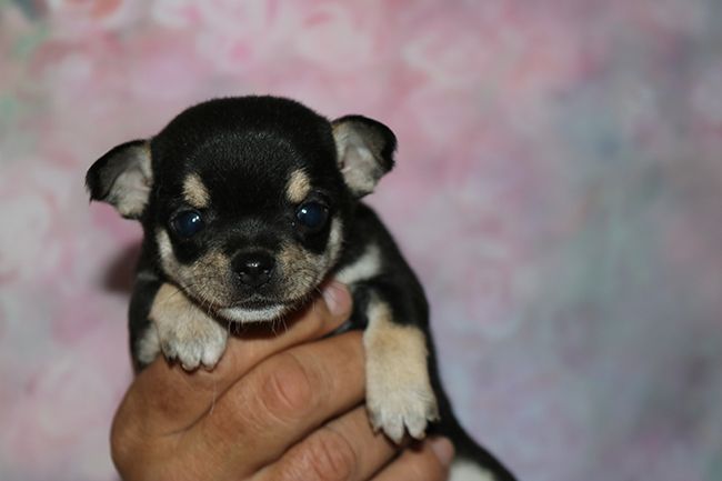 Des Dragons Maya - Chiots disponibles - Chihuahua
