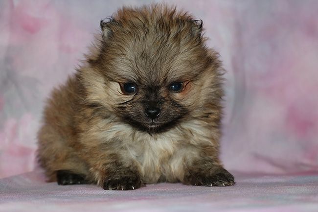 Des Dragons Maya - Chiots disponibles - Spitz allemand