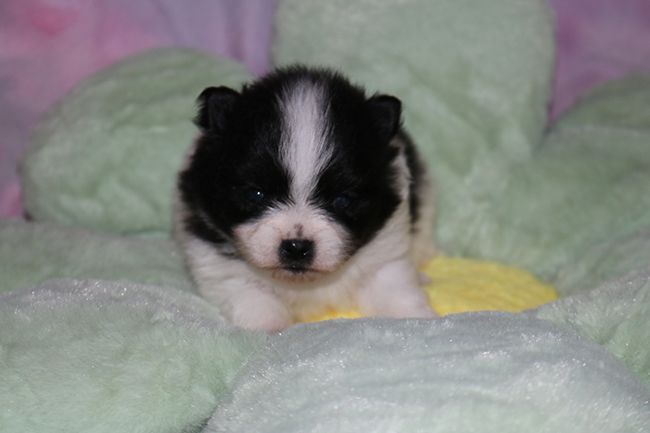 Chiot Spitz allemand Des Dragons Maya