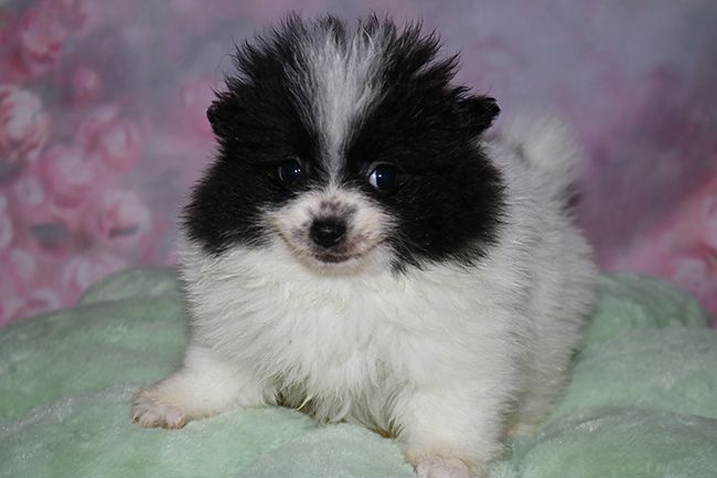 Des Dragons Maya - Spitz allemand - Portée née le 28/09/2025