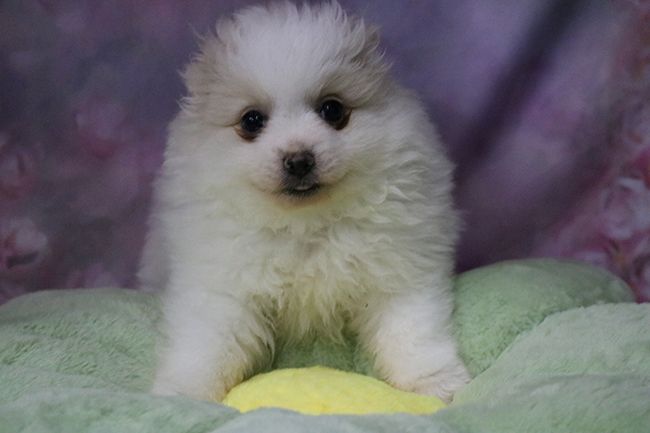 Des Dragons Maya - Chiots disponibles - Spitz allemand