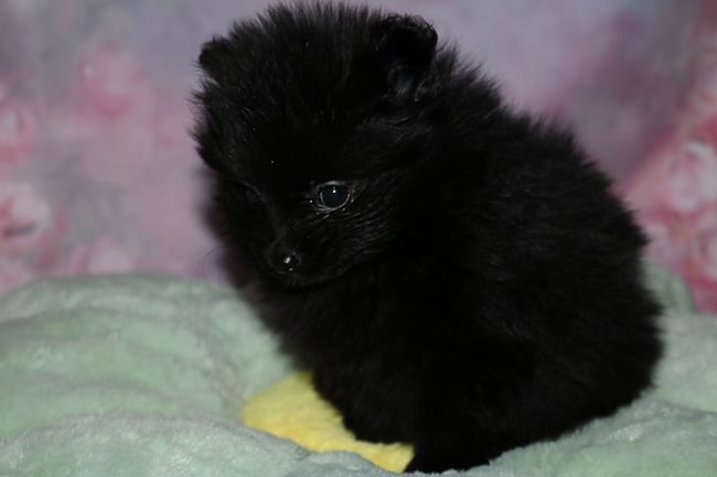 Des Dragons Maya - Chiots disponibles - Spitz allemand