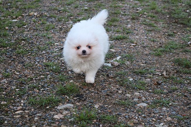 Des Dragons Maya - Chiots disponibles - Spitz allemand