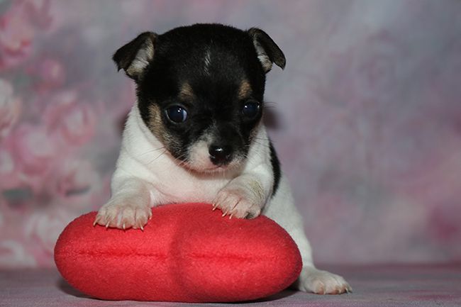 Des Dragons Maya - Chiots disponibles - Chihuahua