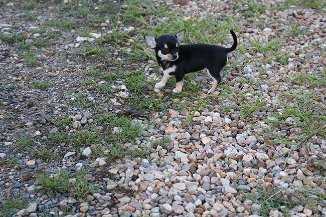 Des Dragons Maya - Chiots disponibles - Chihuahua