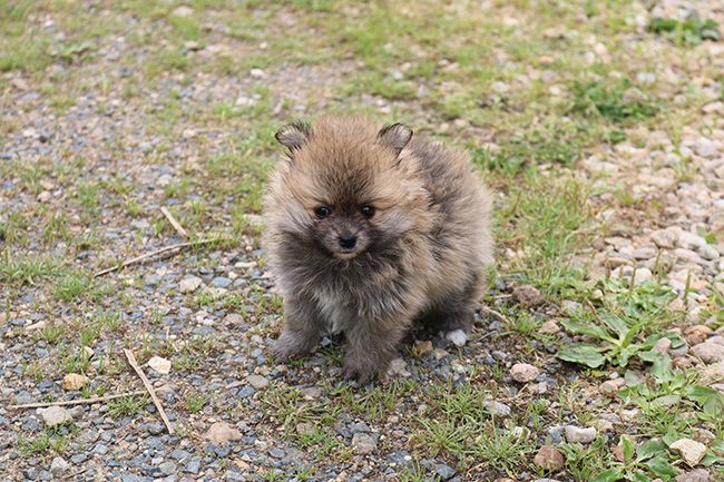 Des Dragons Maya - Chiots disponibles - Spitz allemand