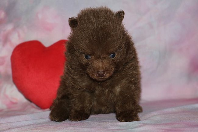 Des Dragons Maya - Chiots disponibles - Spitz allemand