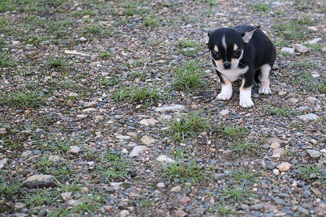 Des Dragons Maya - Chiots disponibles - Chihuahua