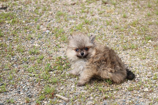 Des Dragons Maya - Chiots disponibles - Spitz allemand