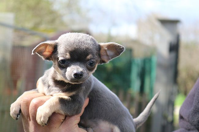 Chiot Chihuahua Des Dragons Maya