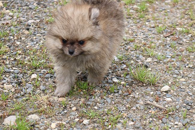Des Dragons Maya - Chiots disponibles - Spitz allemand