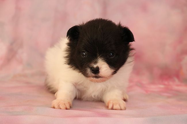 Des Dragons Maya - Chiots disponibles - Spitz allemand