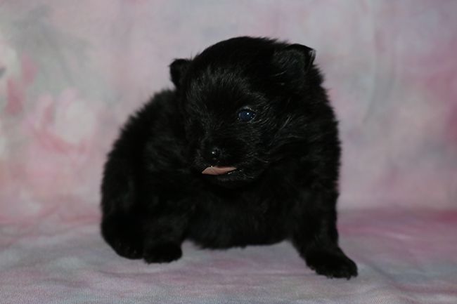 Des Dragons Maya - Chiots disponibles - Spitz allemand