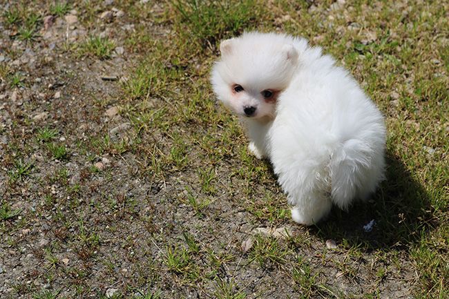 Des Dragons Maya - Chiots disponibles - Spitz allemand