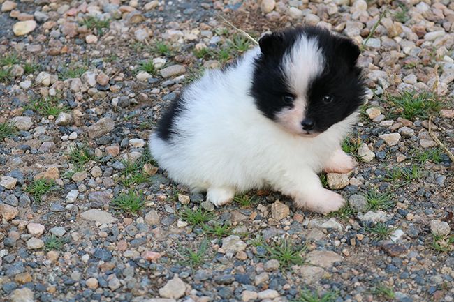 Chiot Spitz allemand Des Dragons Maya