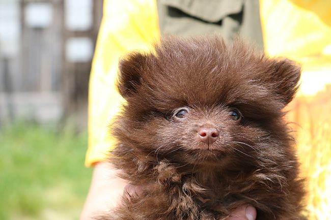 Des Dragons Maya - Chiots disponibles - Spitz allemand