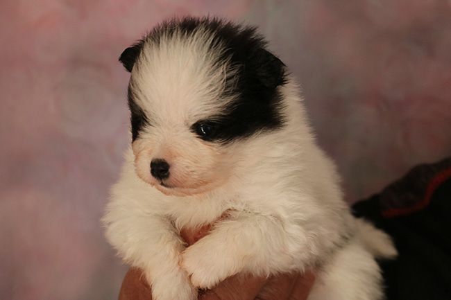 Des Dragons Maya - Chiots disponibles - Spitz allemand