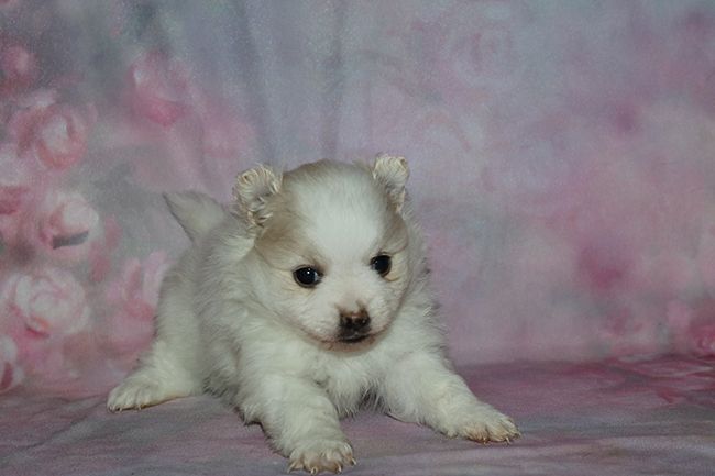 Des Dragons Maya - Chiots disponibles - Spitz allemand