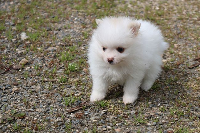 Des Dragons Maya - Chiots disponibles - Spitz allemand