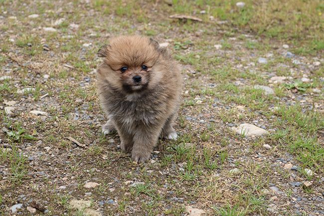 Des Dragons Maya - Chiots disponibles - Spitz allemand
