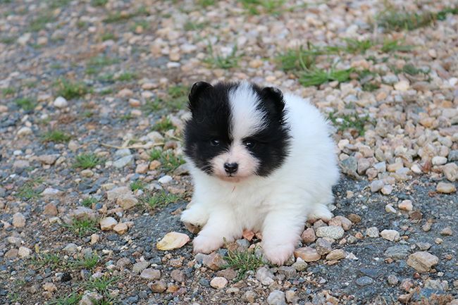 Des Dragons Maya - Chiots disponibles - Spitz allemand