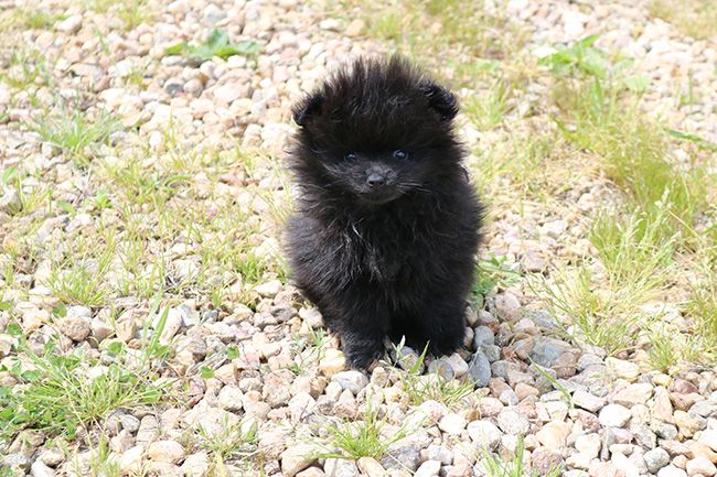 Des Dragons Maya - Chiots disponibles - Spitz allemand